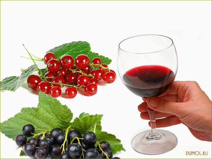 Вино из черной смородины: рецепты и советы