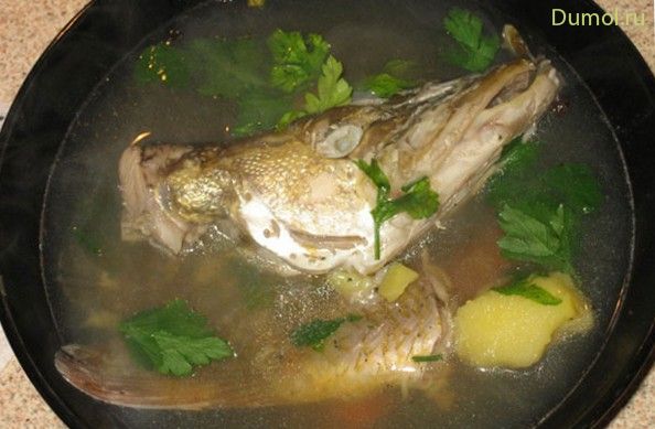 Уха из щуки и филе сома
