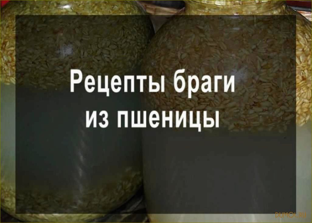 (приготовить, самогон, пшеницы, дрожжей) Как приготовить самогон из пшеницы без дрожжей
